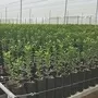 Citrus Ready For Occultation Rootstocks Moorland Seedlings