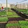 Retail:Vegetable Seedlings