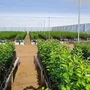Wholesale:Citrus Trees