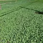 Wholesale:Vegetable Seedlings