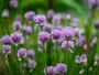 Chives Moorland Seedlings Sa