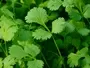 Coriander Moorland Seedlings South Africa