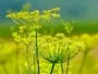 Fennel Moorland Seedlings South Africa