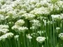 Garlic Chives Moorland Seedlings South Africa