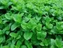 Mint Moorland Seedlings South Africa