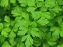 Parsley Flat Leaf Moorland Seedlings South Africa