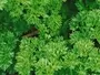 Parsley Moss Rmoorland Seedlings South Africa