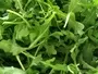Salad Rocket Moorland Seedlings South Africa