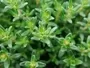 Thyme Moorland Seedlings South Africa