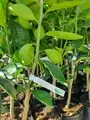 Wholesale Citrus Seedlings South Africa 1