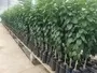 Wholesale Citrus Seedlings South Africa 2
