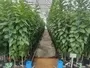 Wholesale Citrus Seedlings South Africa 5