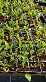 Beetroot Moorland Vegetable Seedlings South Africa