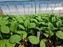 Brinjal Moorland Vegetable Seedlings South Africa