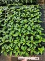 Chillies Moorland Vegetable Seedlings South Africa
