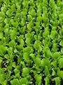 Lettuce1 Moorland Vegetable Seedlings South Africa