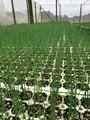 Onion Moorland Vegetable Seedlings South Africa