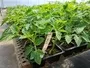 Roma Tomato Moorland Vegetable Seedlings South Africa