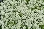 Alyssum Snow Crystal Moorland Flowers South Africa