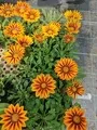Gazania Orange Flame Moorland Flowers South Africa