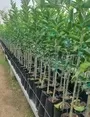 Retail Citrus Trees South Africa Moorland Seedlings