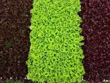 Retail Fancy Lettuce