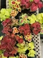 Coleus Flowers Moorland Seedlings South Africa