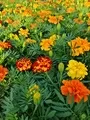 Marigold Durango Flowers Moorland Seedlings South Africa