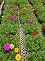 Portulaca Flowers Moorland Seedlings South Africa