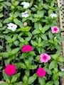 Vinca Flowers Moorland Seedlings South Africa