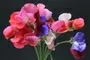 Sweet Pea Flowers Moorland Seedlings South Africa