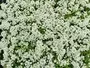 Alyssum Snow Crystal Flowers South Africa Moorland Seedlings