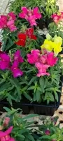 Antirrhinum Flowers Moorland Seedlings South Africa
