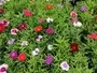 Dianthus Mix Flowers South Africa Moorland Seedlings
