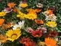 Gazania Mix Flowers South Africa Moorland Seedlings