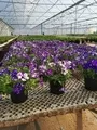Petunia Midnight Sky Flowers Moorland Seedlings South Africa