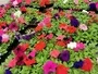 Petunia Mix Flowers South Africa Moorland Seedlings