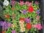 Verbena Mix Flowers South Africa Moorland Seedlings
